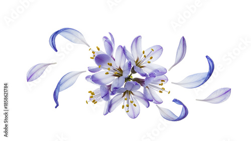 A serene lavender flower blooming in a lush garden, viewed from directly above, showcasing its delicate petals and vibrant colors.