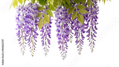 Vibrant purple wisteria flowers blooming in lush clusters.