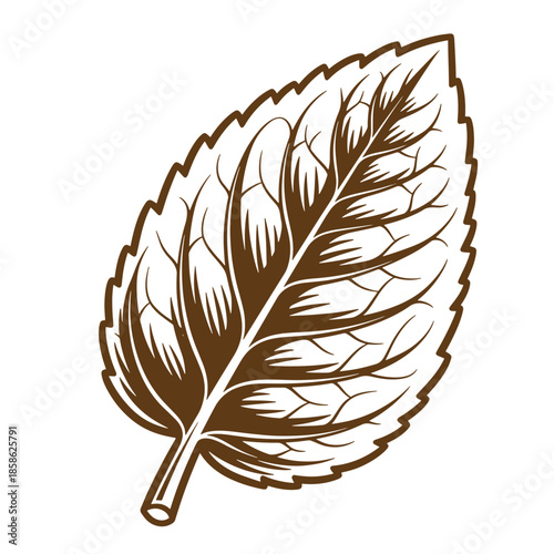 Vintage brown leaf illustration with detailed veins and edges isolated on white background