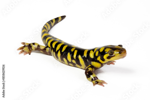 Barred tiger salamander, Western tiger salamander // Westlicher Tigersalamander (Ambystoma mavortium) 