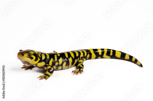 Barred tiger salamander, Western tiger salamander // Westlicher Tigersalamander (Ambystoma mavortium) 