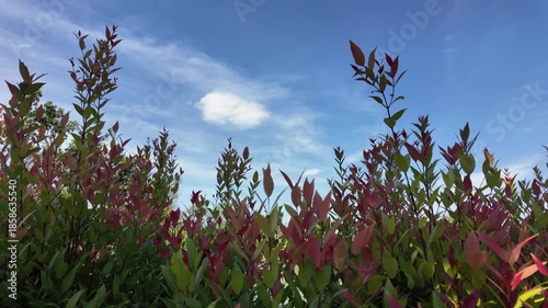 Vibrant Greenery and Lush Foliage Under Clear Blue Sky Create Serene Outdoor Atmosphere, Showcasing Natures Beauty and Peaceful Changing Colors of Plants and Leaves