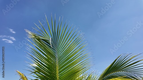 Vibrant green palm leaves stretch towards clear blue sky, creating serene tropical atmosphere filled with sunlight and lush foliage, evoking relaxation and tranquility in nature