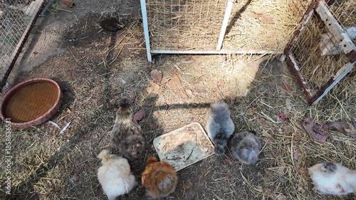 Fluffy chicks feeding on ground in sunny outdoor setting, surrounded by straw in fenced area, capturing playful nature of young birds in their natural environment
