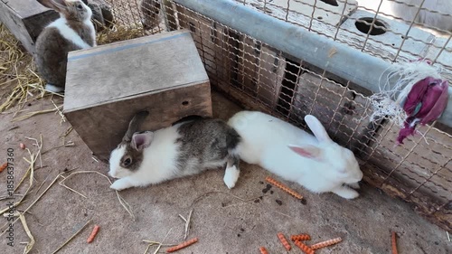 Cuddly rabbits and playful bunnies resting in cozy farm environment, showcasing their soft fur while surrounded by hay and charming wooden box, capturing serene moment in nature