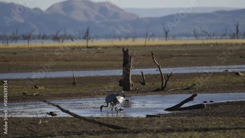 Brolga Cranes feeding in mudflat - coastal  wetlands of lake Argyle