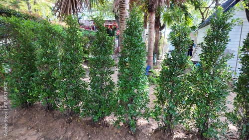 Lush green hedges enhance outdoor privacy in garden settings, surrounded by vibrant foliage, palm trees, and well maintained landscaping, creating serene atmosphere in nature