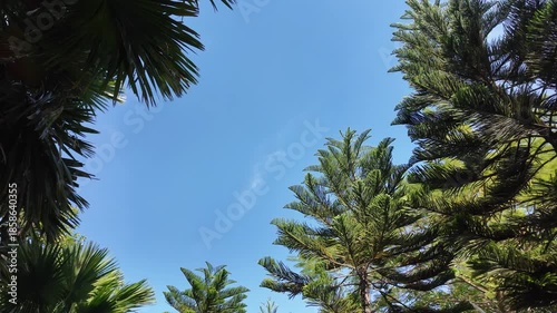 Serene landscape featuring clear blue sky framed by lush greenery of palm and pine trees, vibrant foliage creating tranquil atmosphere that invites relaxation and appreciation of natures beauty