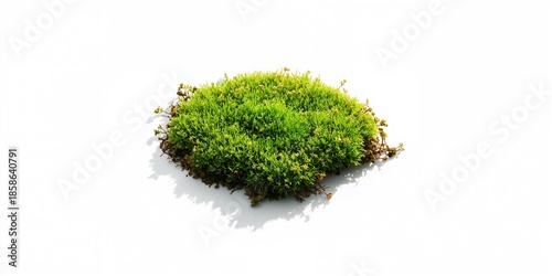 Green forest moss on a blan...