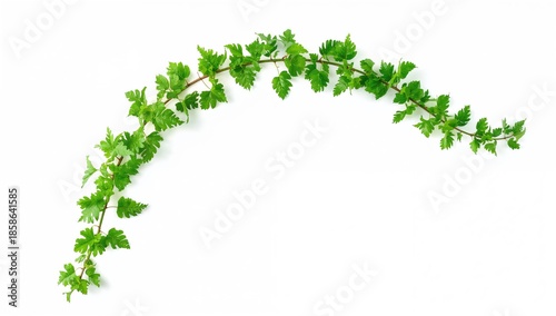 Green leafy tree branch, us...