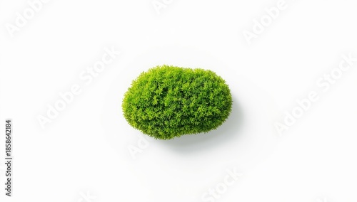 Green moss sample isolated ...
