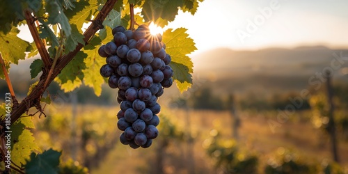 Vibrant Shiraz grapes growi...