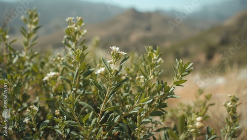 Fresh green oregano plants ...