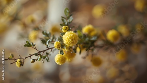 Mimosa flower captured in s...