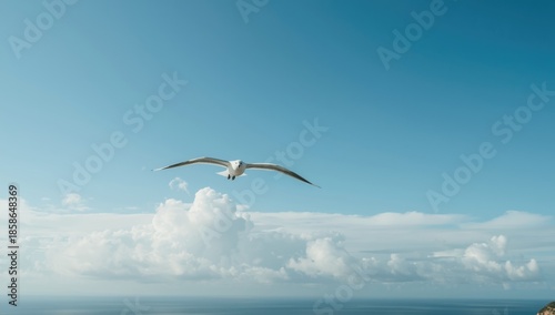 Seagull soaring through the...