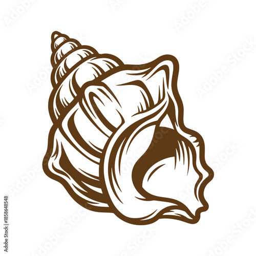 Vintage Brown seashell illustration on white background  shell with spiral shape and flared lip  ocean treasure