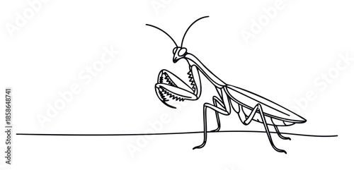 Detailed line drawing of a praying mantis standing on a line, perfect for educational materials, nature studies, biological diagrams, or insectthemed publications.