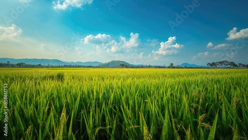 Aerial view of rice paddies...