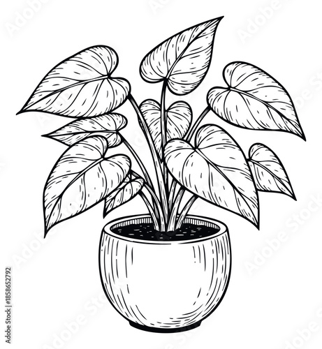 Stylish hand drawn houseplant with broad tropical leaves displayed in a minimalist round pot, suitable for interior decoration, botanical prints, and eco friendly product packaging.