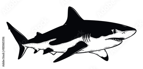 Powerful great white shark swimming through ocean waters showcasing predatory instincts and sleek aquatic form perfect for marine wildlife enthusiasts and nature themed designs