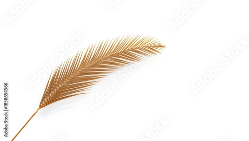 Dry palm leaf from tropical...