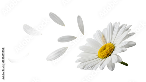A delicate white daisy with yellow center, its petals gently falling away, symbolizing beauty and fragility on a clean white background
