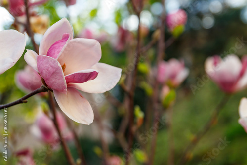 Wallpaper Mural Beautiful blooming pink magnolia tree in park Torontodigital.ca