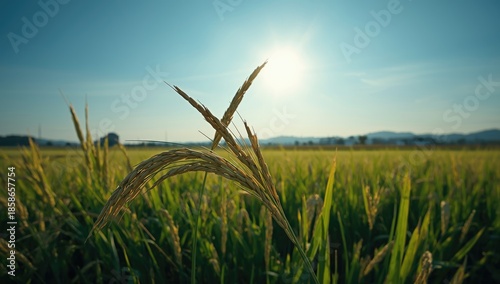 Rice ears and a bright sky,...