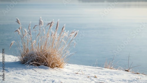 Reed bushes on a frozen pond shoreline during winter, functioning as natural habitat, winter season
