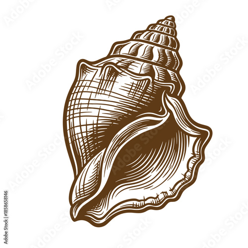 Vintage Illustration of a large brown conch shell with spiral ridges and a wide lip  marine life