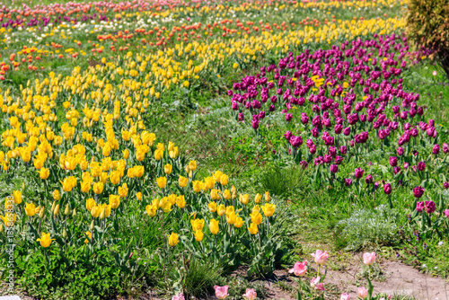 Wallpaper Mural Beautiful multicolored tulips in a flower park  at spring Torontodigital.ca
