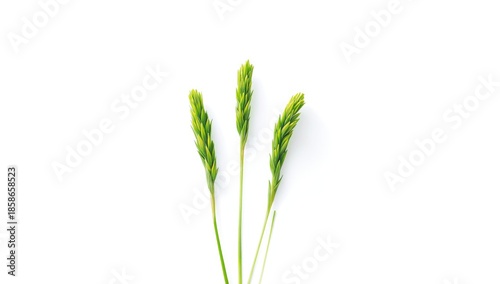 Green grass patch in spring...
