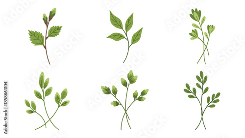 Collection of green botanical herb sprigs on white background