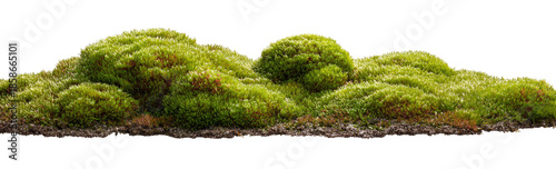 Lush green moss clumps, textured landscape