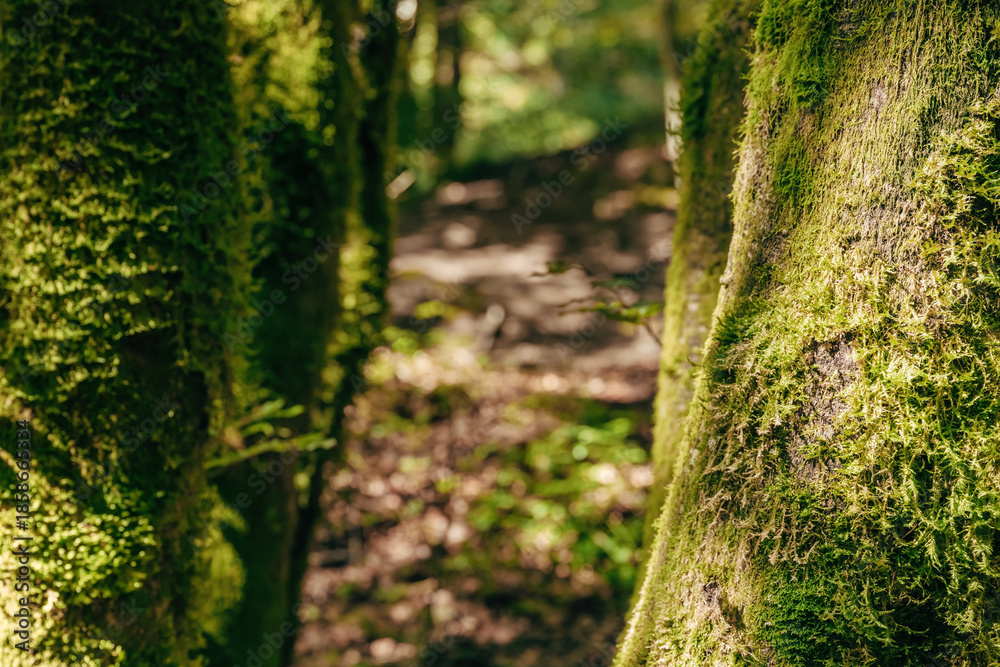 Obraz premium Moss covering tree trunks in alpine forest, natural woodland background.