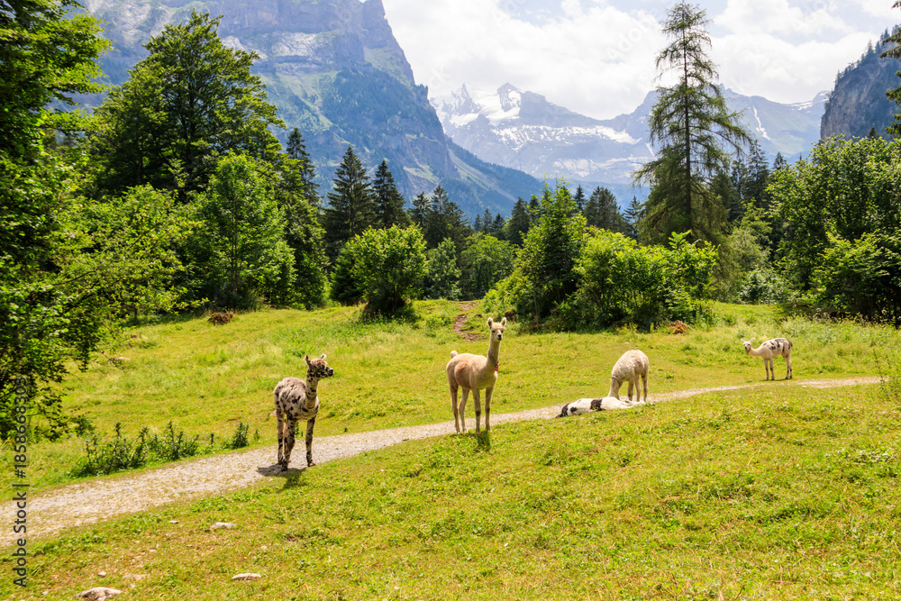 custom made wallpaper toronto digitalGroup of alpacas grazing in green alpine meadow in Switzerland