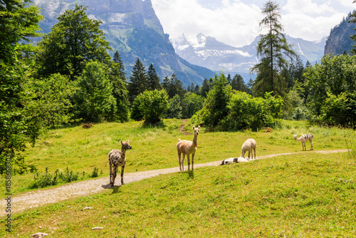 Wallpaper Mural Group of alpacas grazing in green alpine meadow in Switzerland Torontodigital.ca