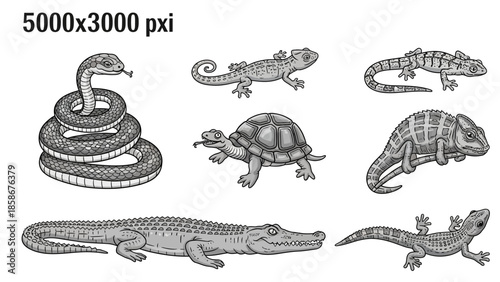 Set of various reptiles and amphibians including a snake lizard turtle chameleon and crocodile in black and white vector illustration