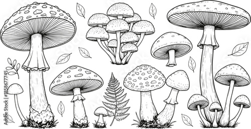 Hand drawn mushroom vector collection, detailed forest fungi line art illustrations with leaves and nature elements for botanical design