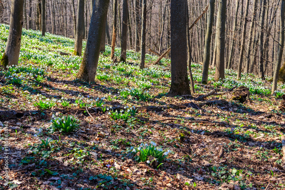 custom made wallpaper toronto digitalWhite snowdrop flowers (Galanthus nivalis) in a spring forest