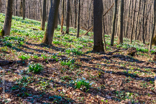 Wallpaper Mural White snowdrop flowers (Galanthus nivalis) in a spring forest Torontodigital.ca