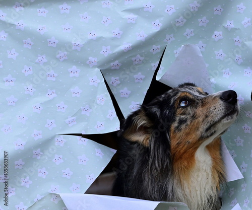 Tierisches Weihnachtsgeschenk. Schöner Hund steckt Kopf durch zerrissenes Geschenkpapier