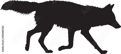 Coyote Silhouette