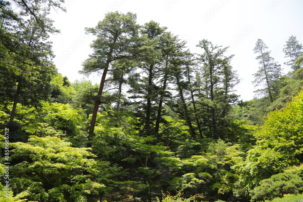Fototapeta premium High angle view of a lush green forest with tall pine trees in summer sunlight
