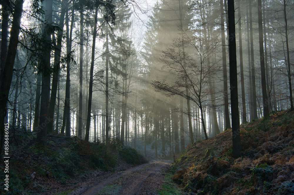 Fototapeta premium Mystischer Schwarzwald