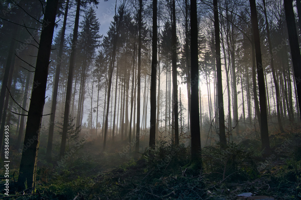 Obraz premium Mystischer Schwarzwald