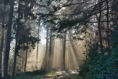 Mystischer Schwarzwald