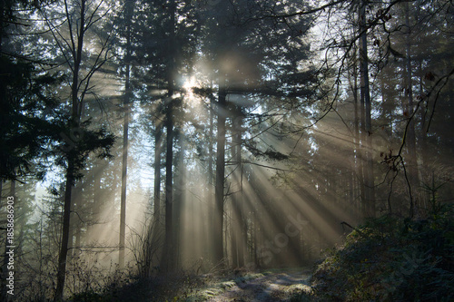 Mystischer Schwarzwald