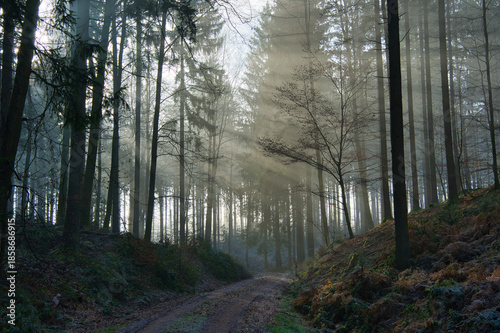 Mystischer Schwarzwald