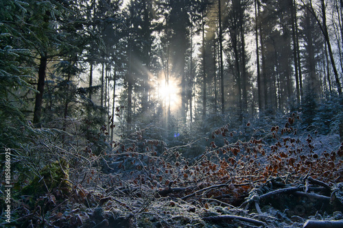 Mystischer Schwarzwald